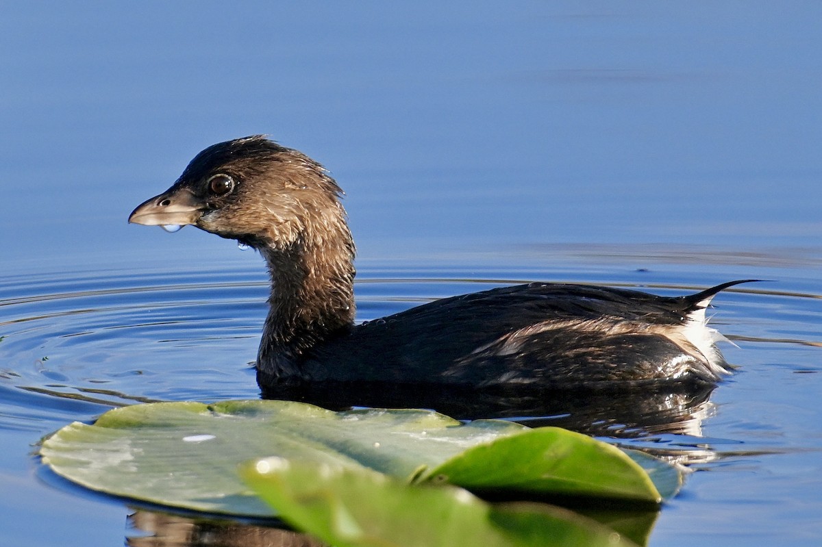 Pied-billed Grebe - ML646047386