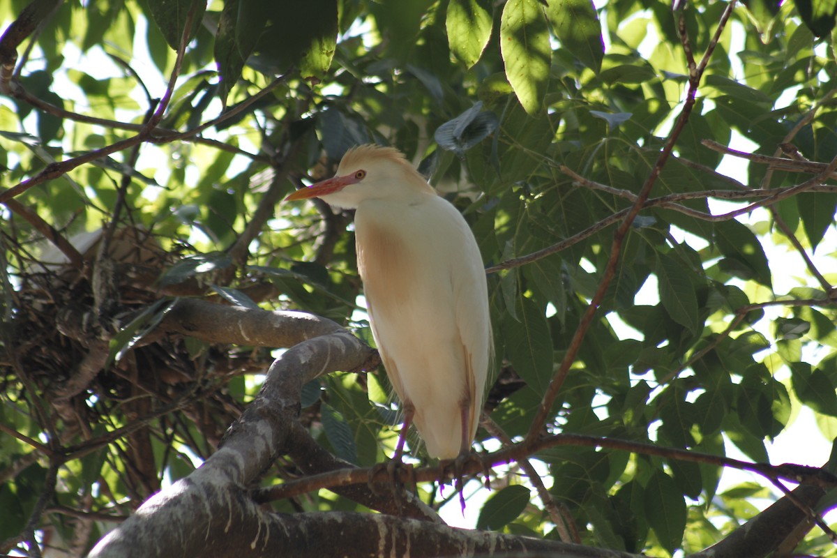 Western Cattle-Egret - ML646047389