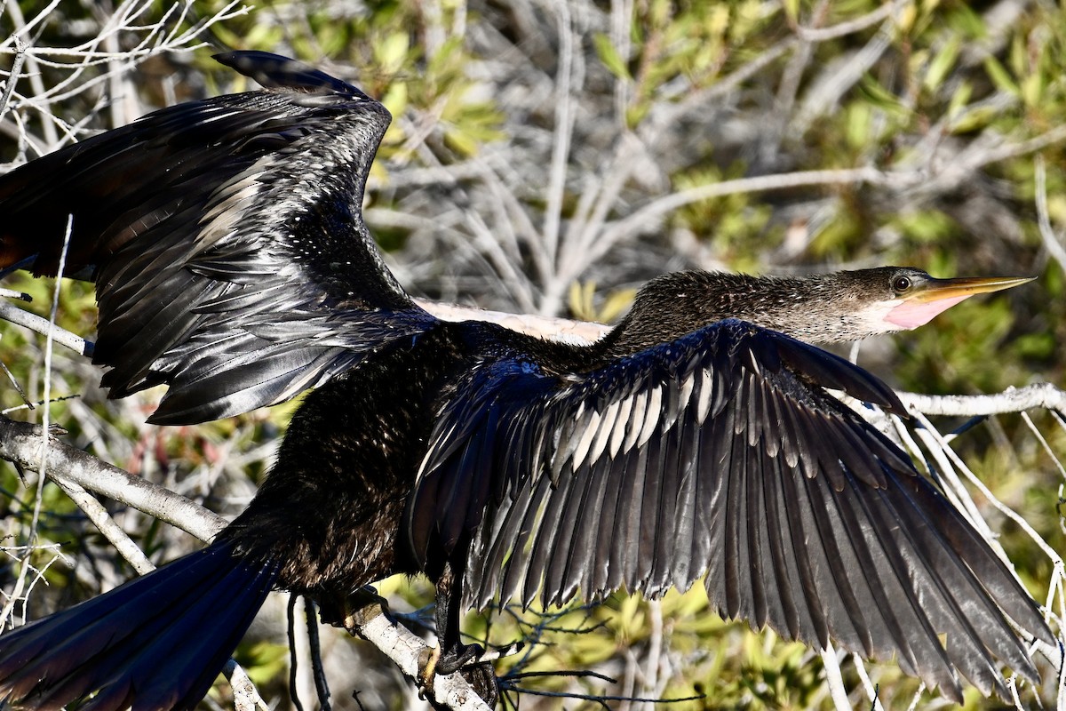 Anhinga - ML646047391