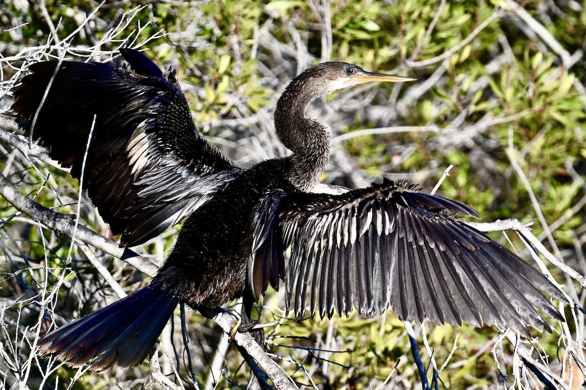 Anhinga - ML646047392