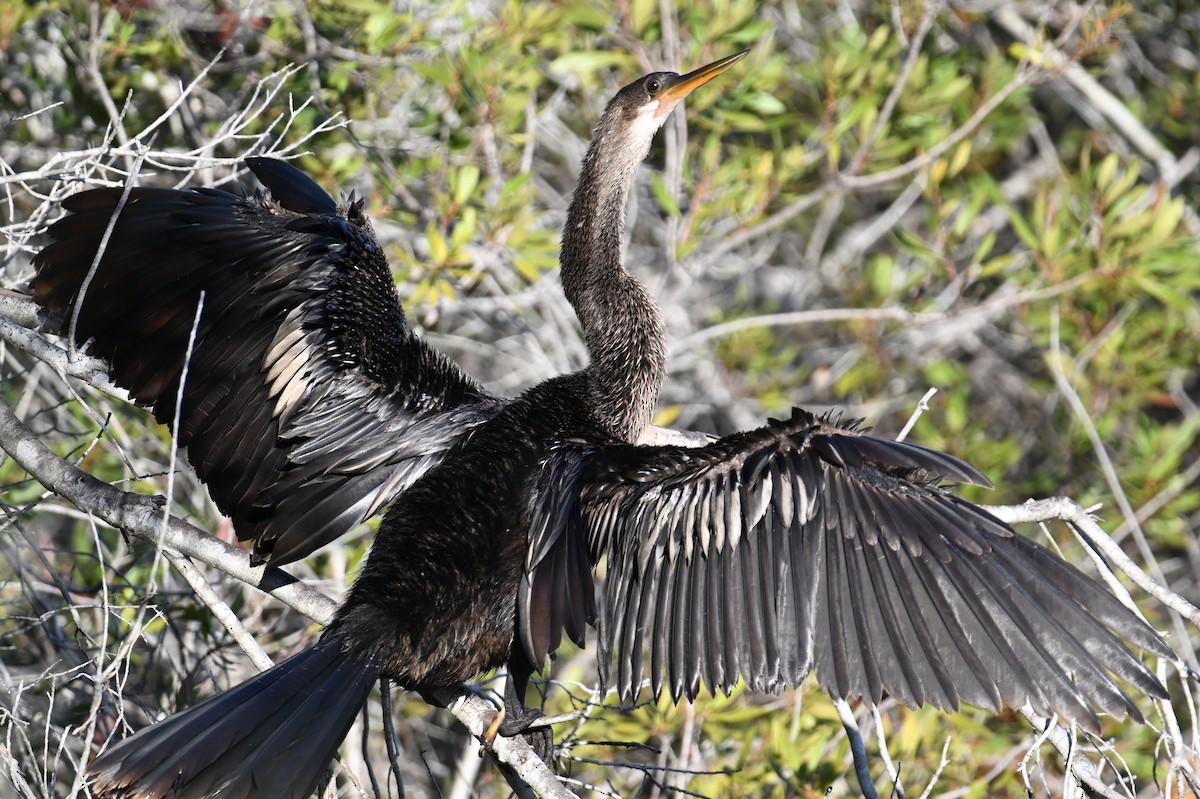 Anhinga - ML646047393