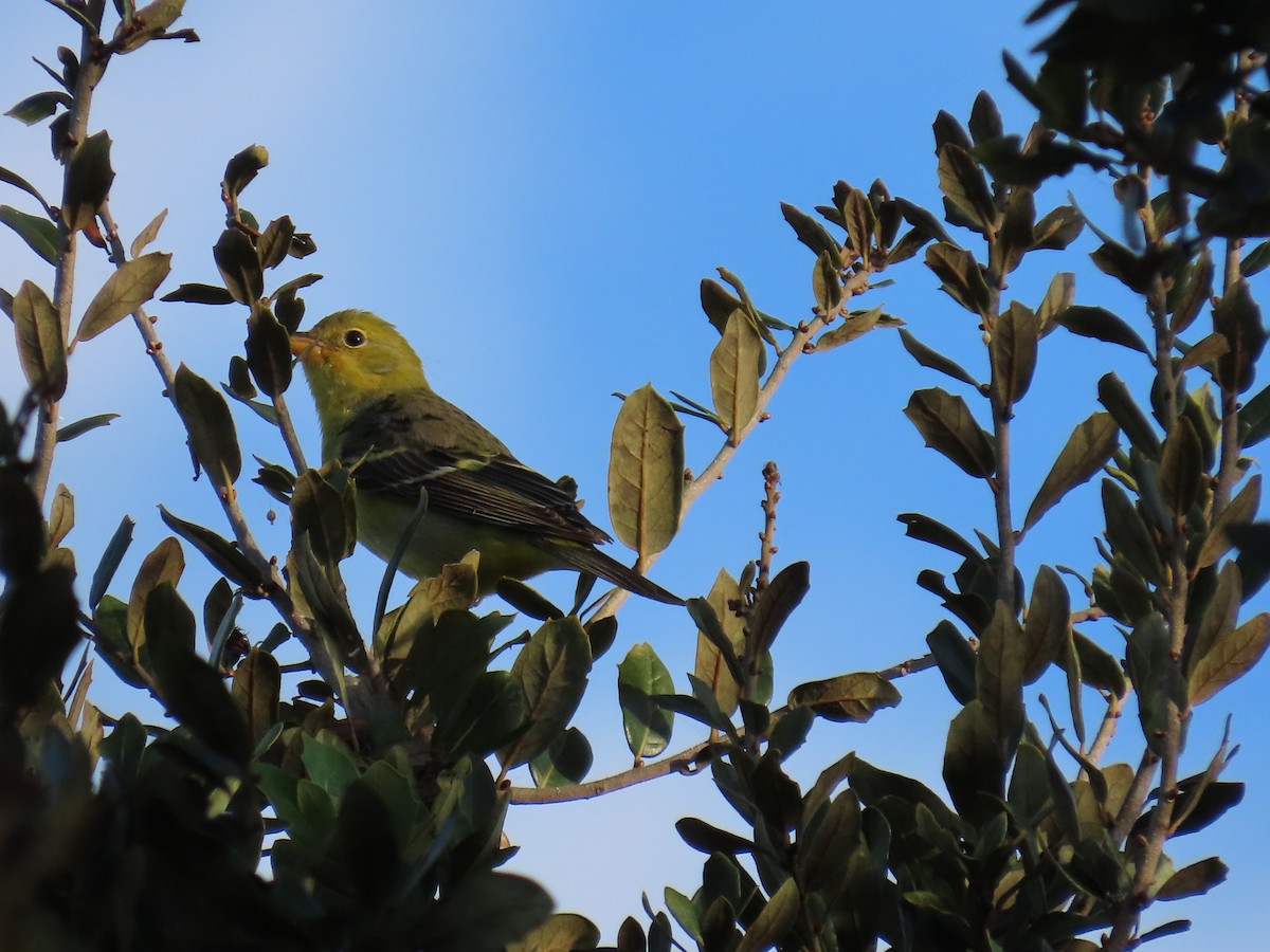 Western Tanager - ML646047404