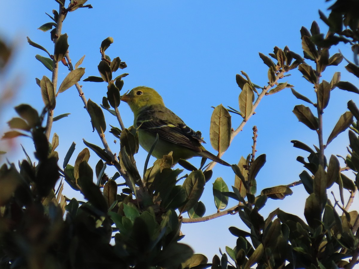 Western Tanager - ML646047405