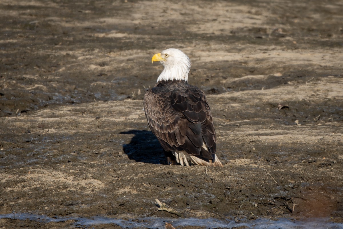 Bald Eagle - ML646047406