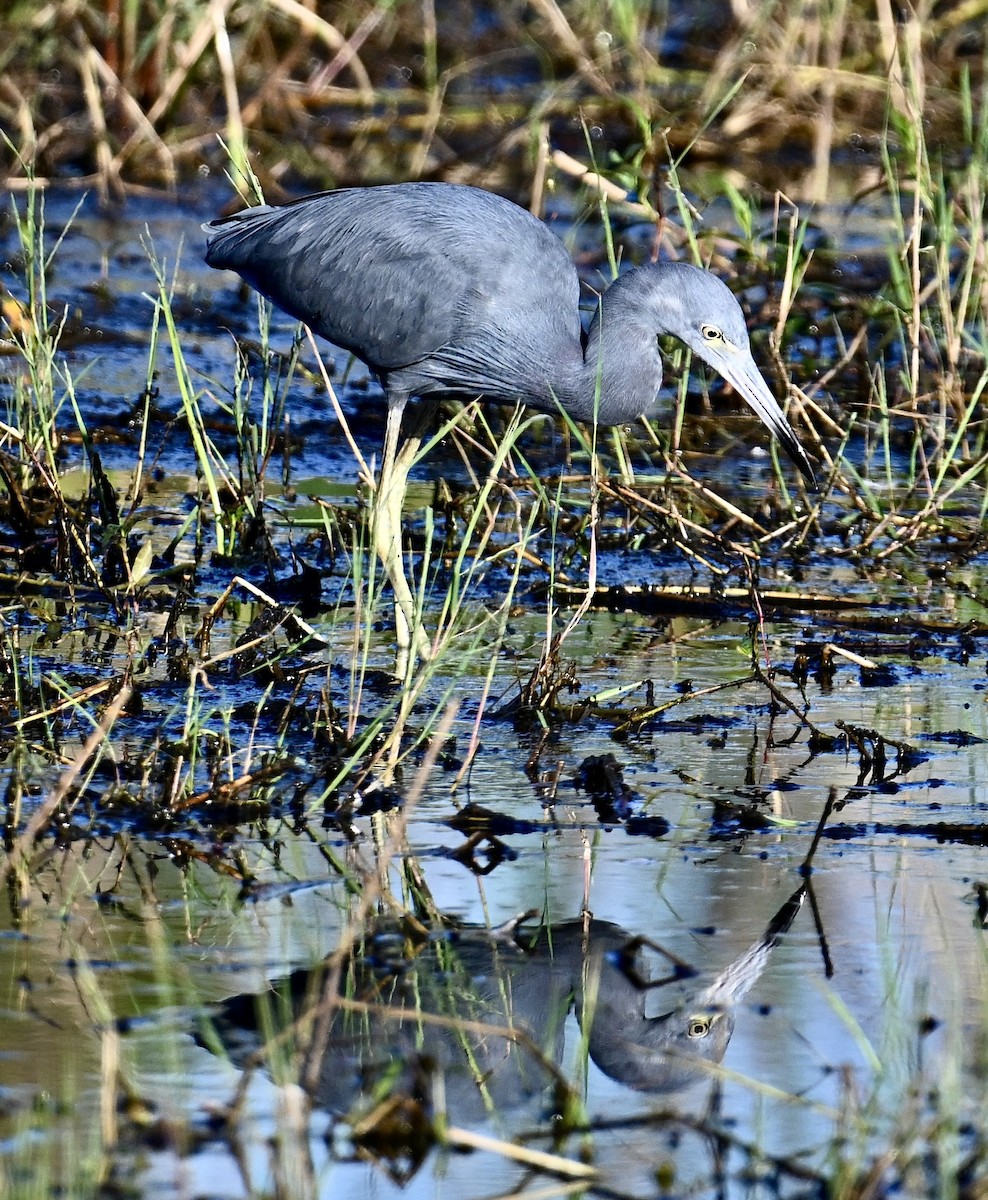 Little Blue Heron - ML646047407