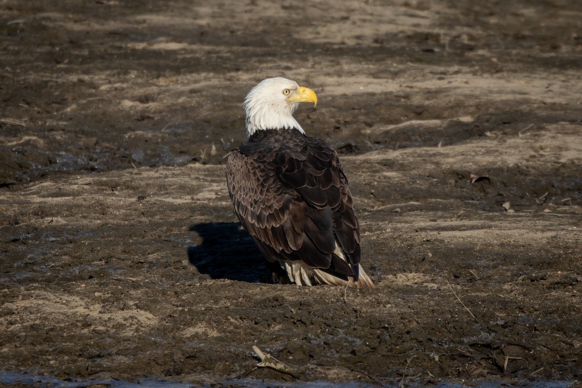 Bald Eagle - ML646047409