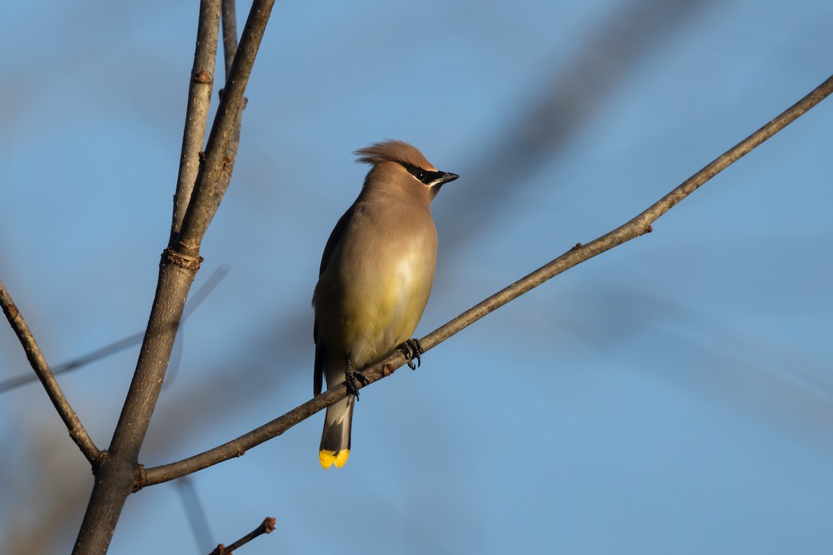 Cedar Waxwing - ML646047411