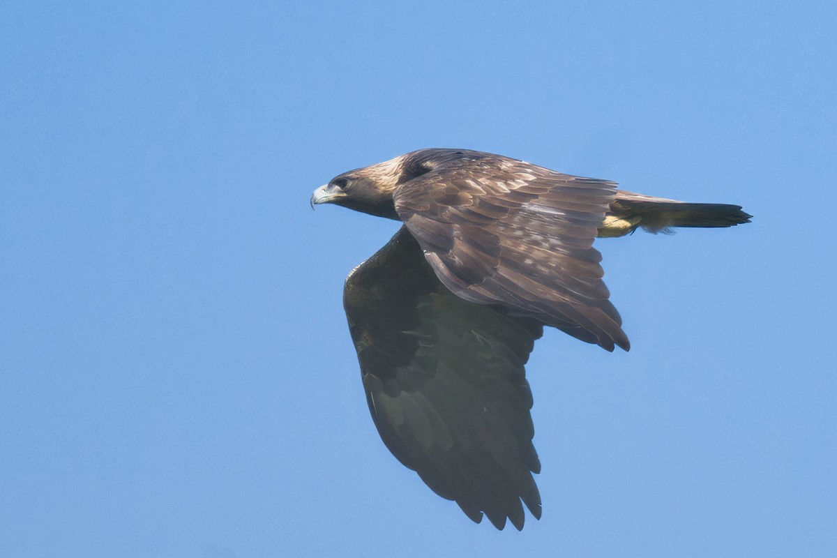 Golden Eagle - ML646047413