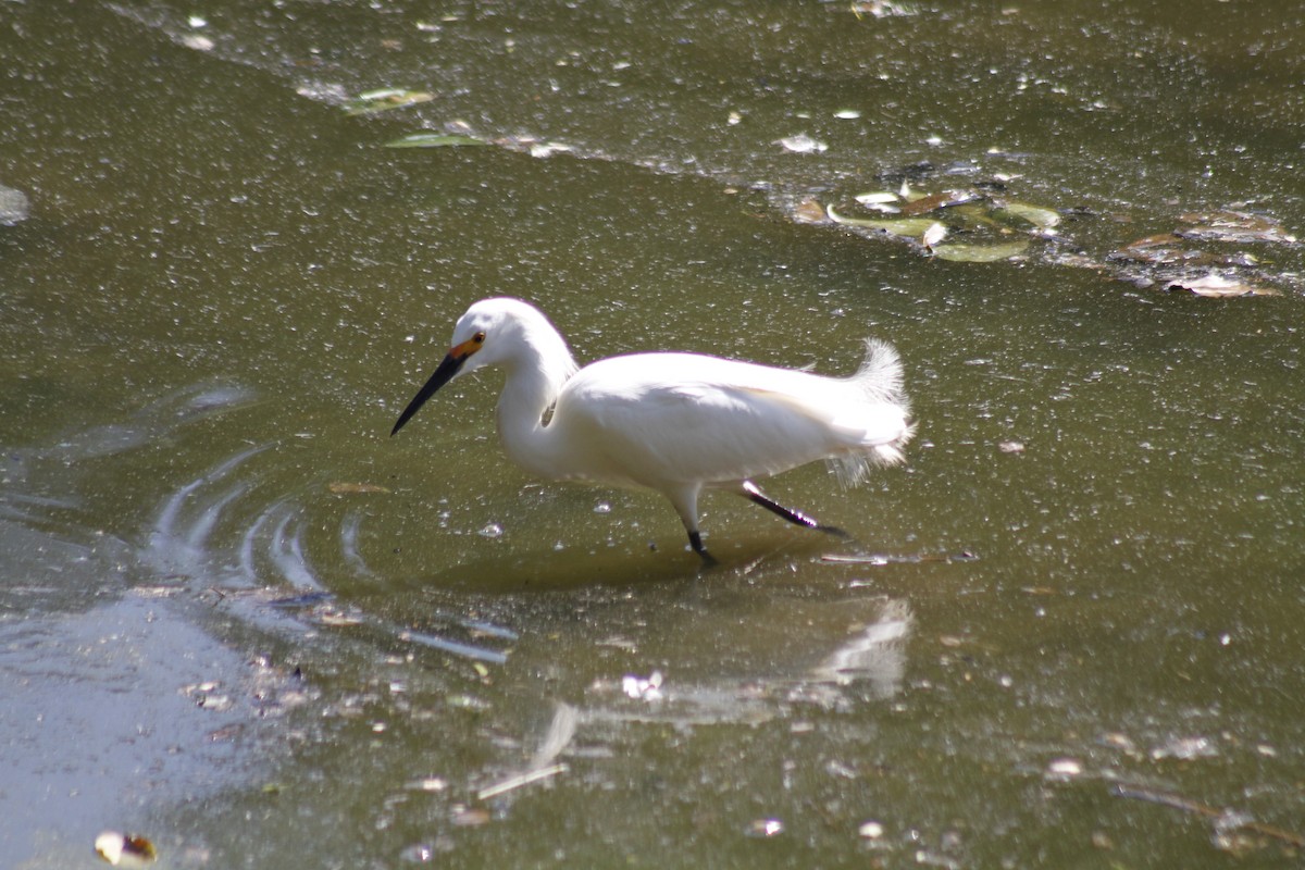 Snowy Egret - ML646047417