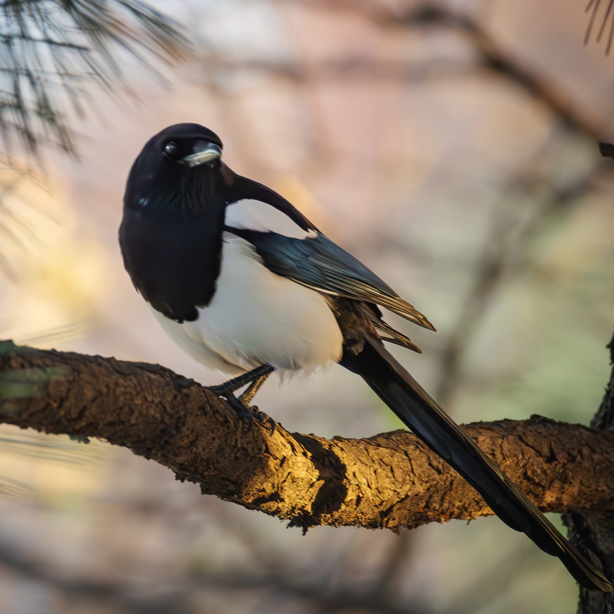 Дорнын шаазгай - ML646047418