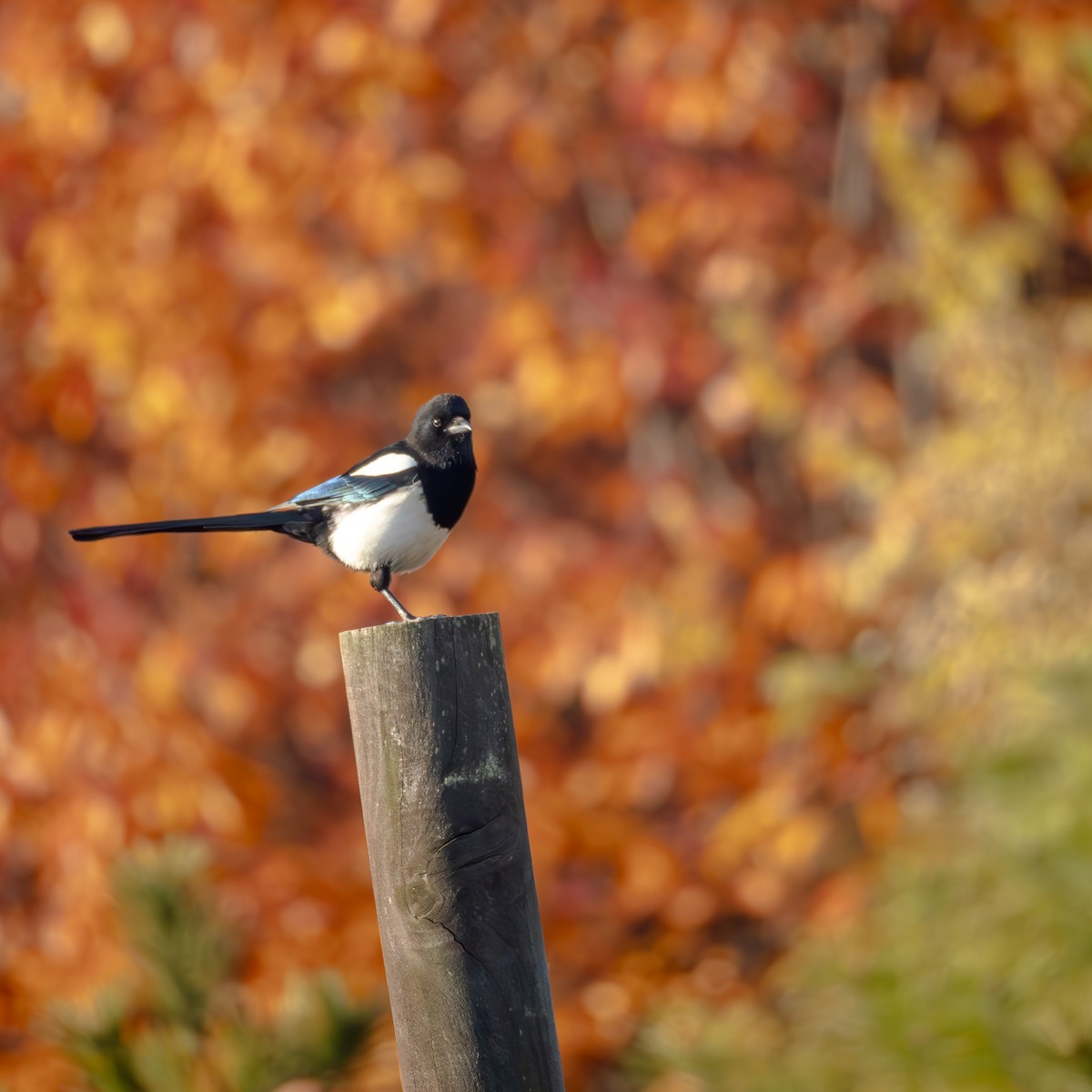 Дорнын шаазгай - ML646047419