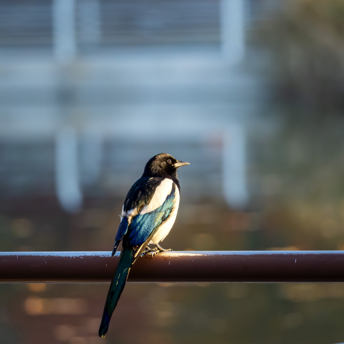 Дорнын шаазгай - ML646047420