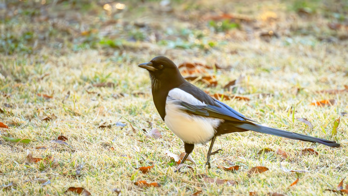 Дорнын шаазгай - ML646047421