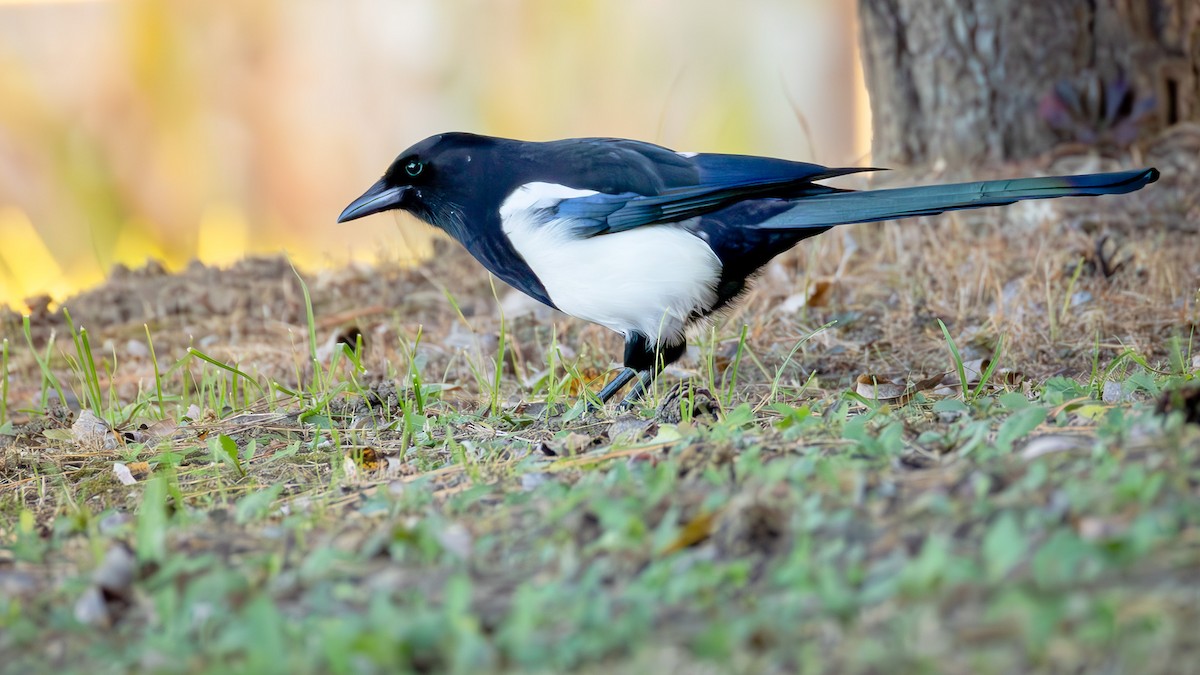 Дорнын шаазгай - ML646047422