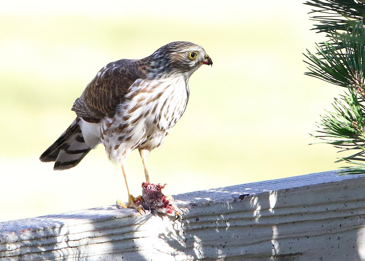 Sharp-shinned Hawk - ML646047423