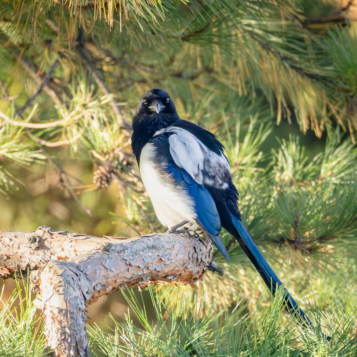 Дорнын шаазгай - ML646047424