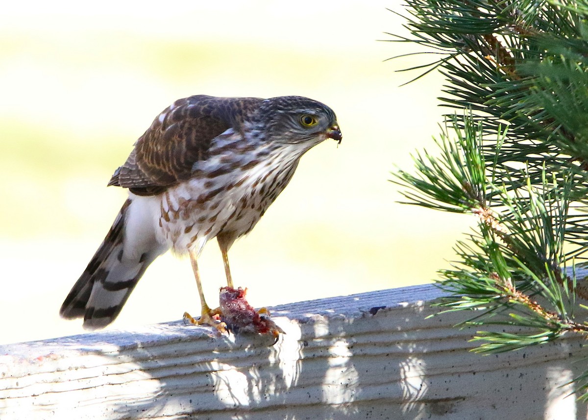 Sharp-shinned Hawk - ML646047425