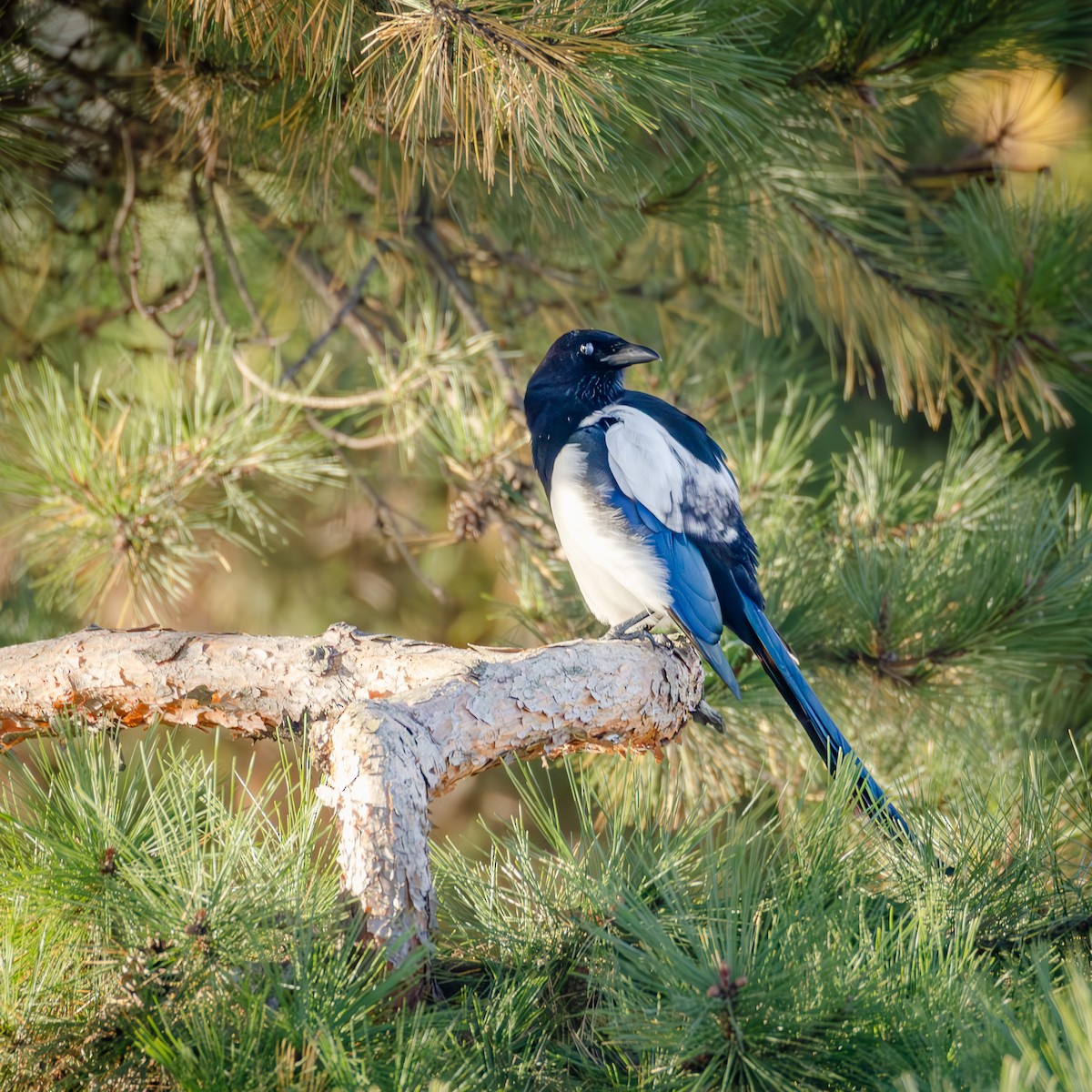 Дорнын шаазгай - ML646047426