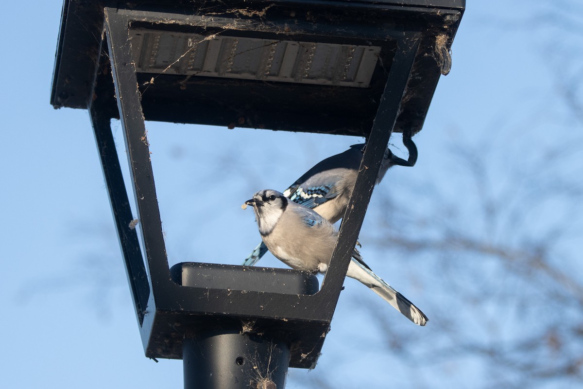 Blue Jay - ML646047428