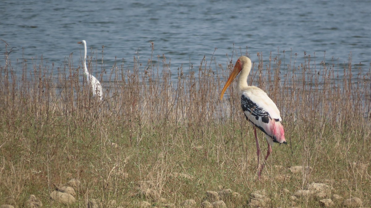 インドトキコウ - ML646047437