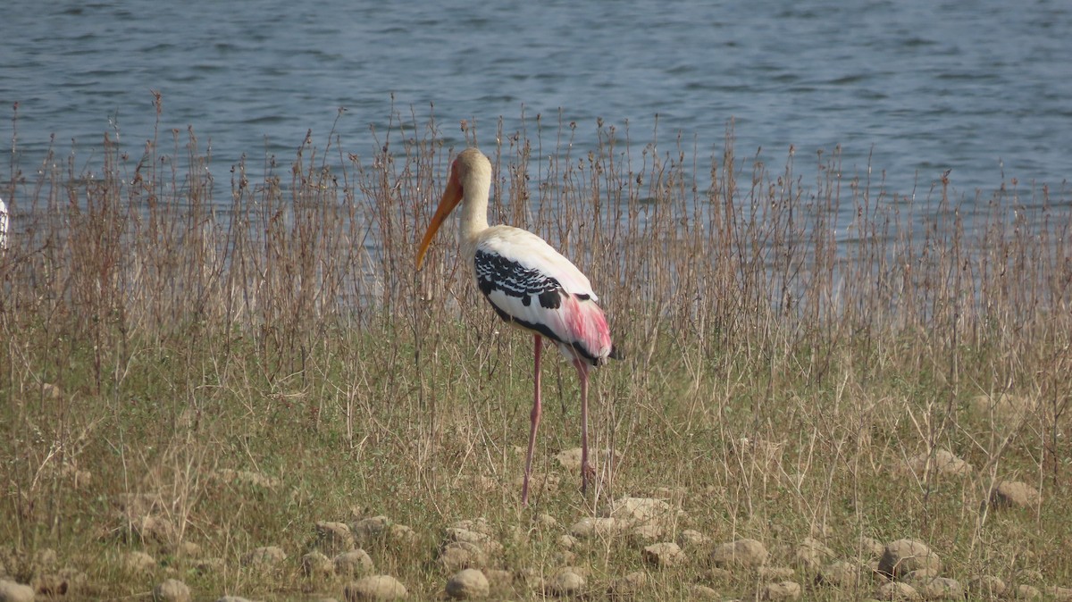 インドトキコウ - ML646047438