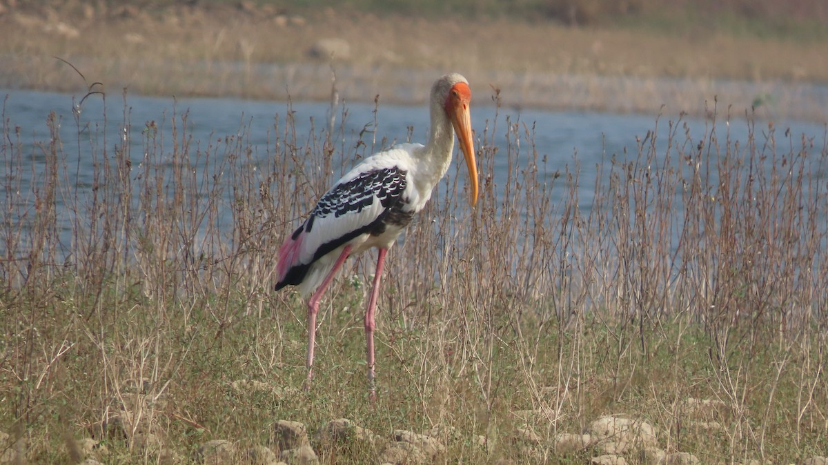 インドトキコウ - ML646047439