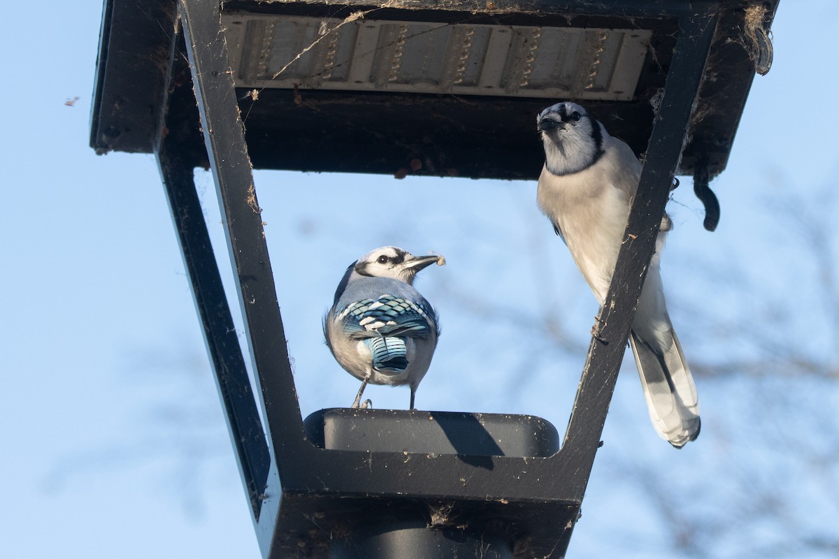Blue Jay - ML646047440