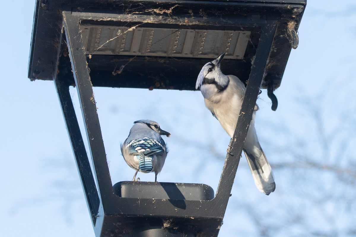 Blue Jay - ML646047442
