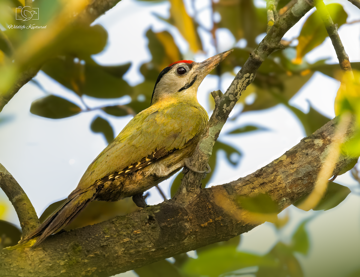 Pic cendré - ML646047444