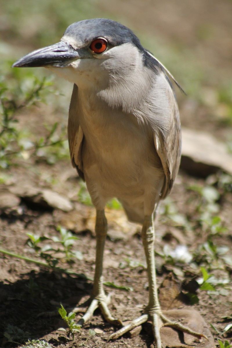 Black-crowned Night Heron - ML646047445