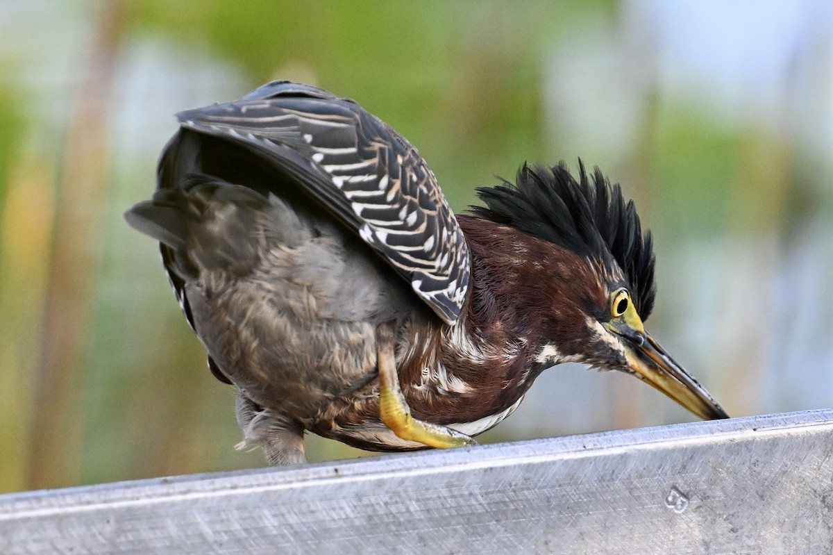 Green Heron - ML646047446