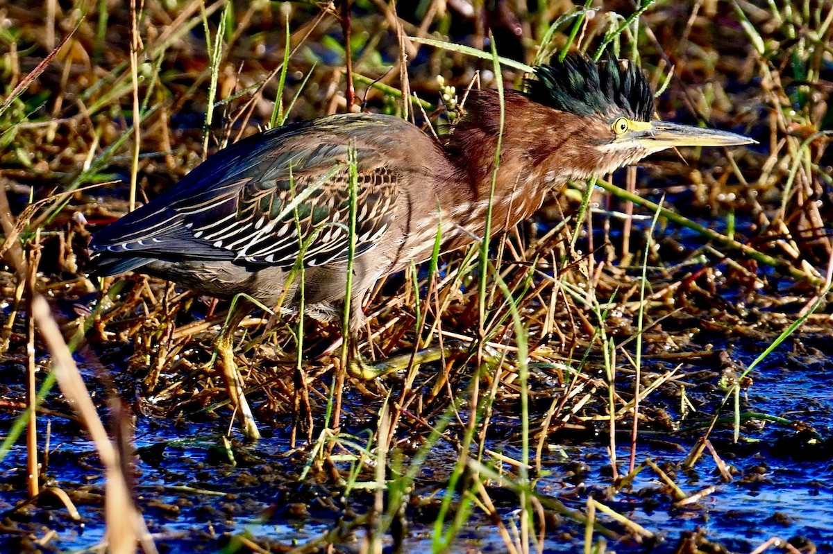 Green Heron - ML646047447