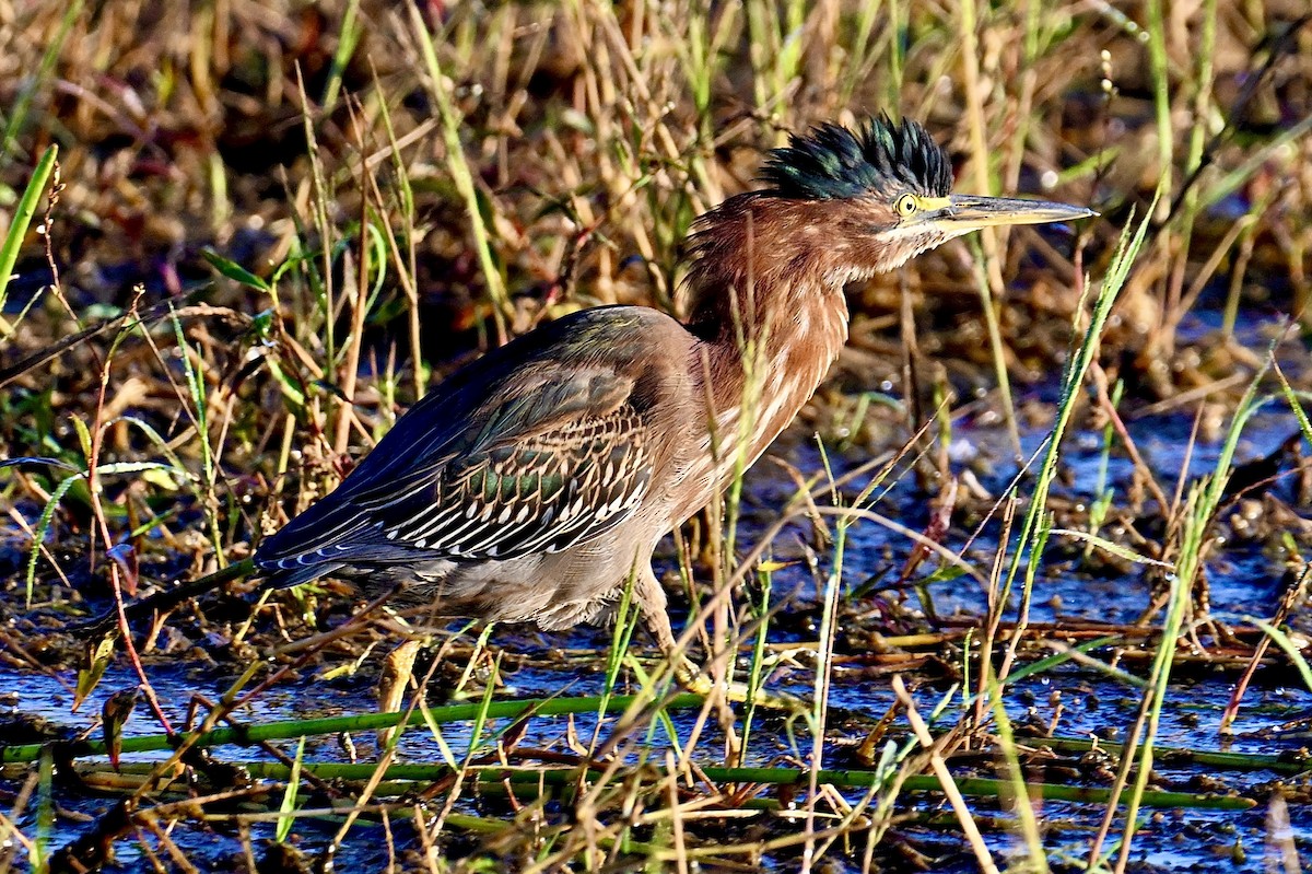 Green Heron - ML646047448