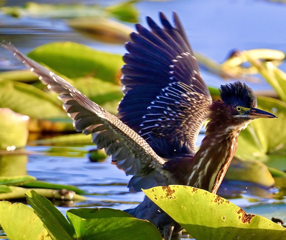 Green Heron - ML646047449