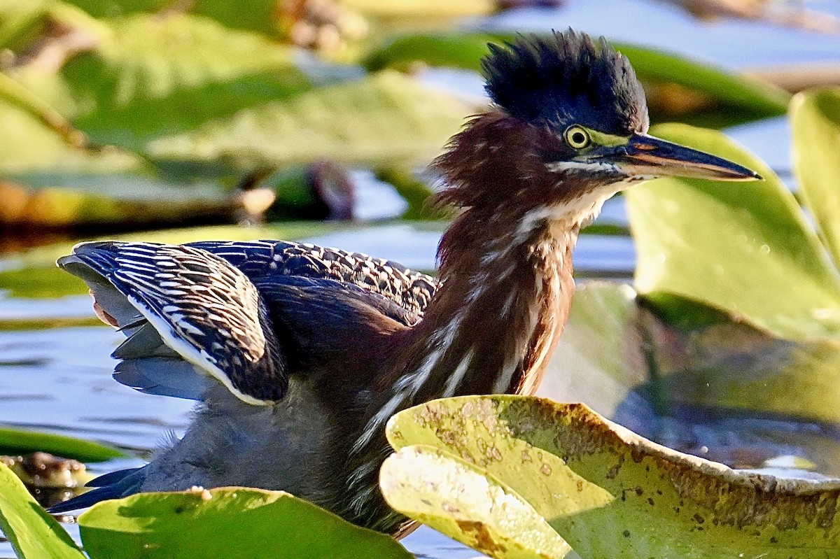 Green Heron - ML646047450