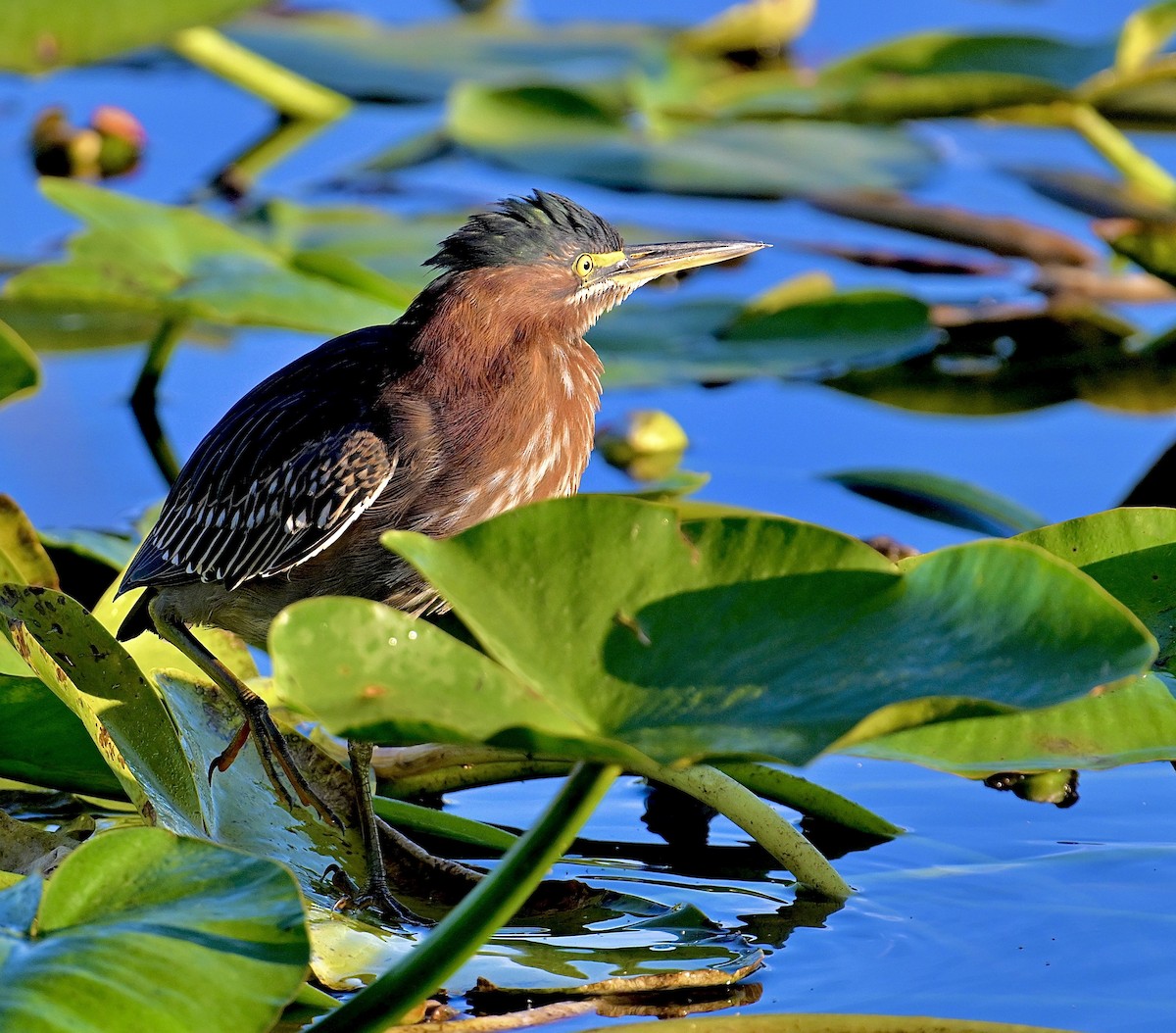 Green Heron - ML646047451