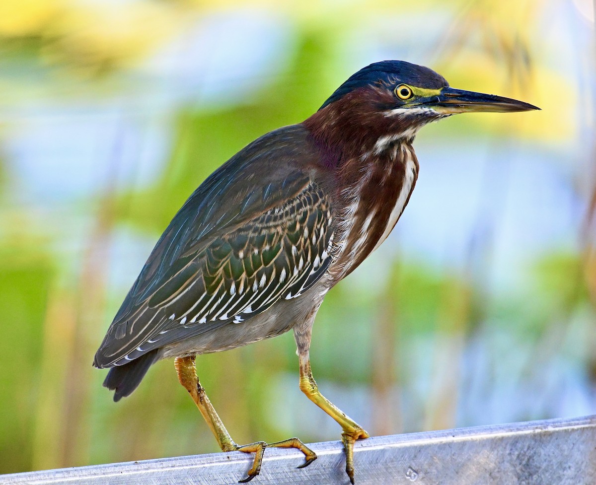 Green Heron - ML646047452