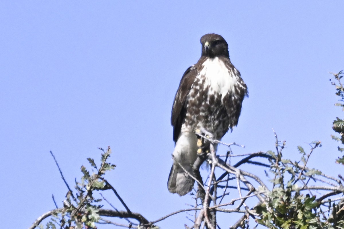 Red-tailed Hawk - ML646047453