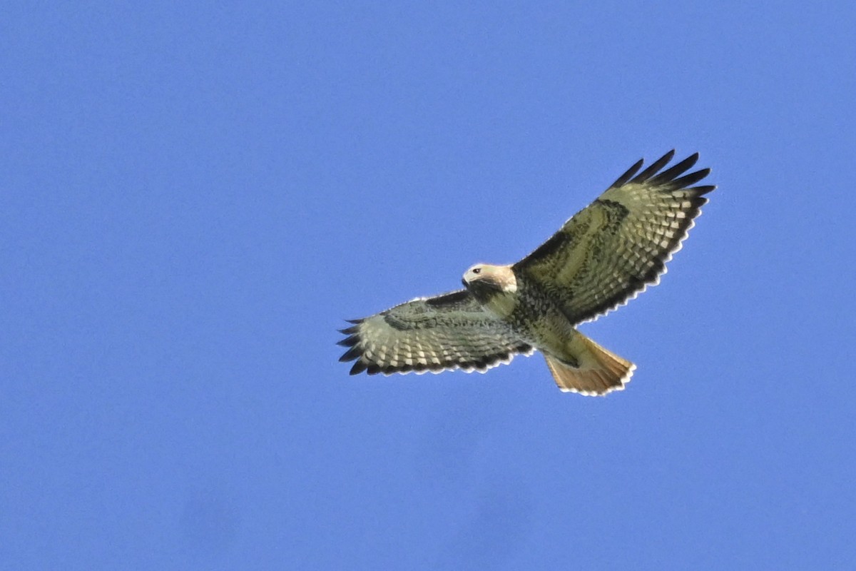 Red-tailed Hawk - ML646047454
