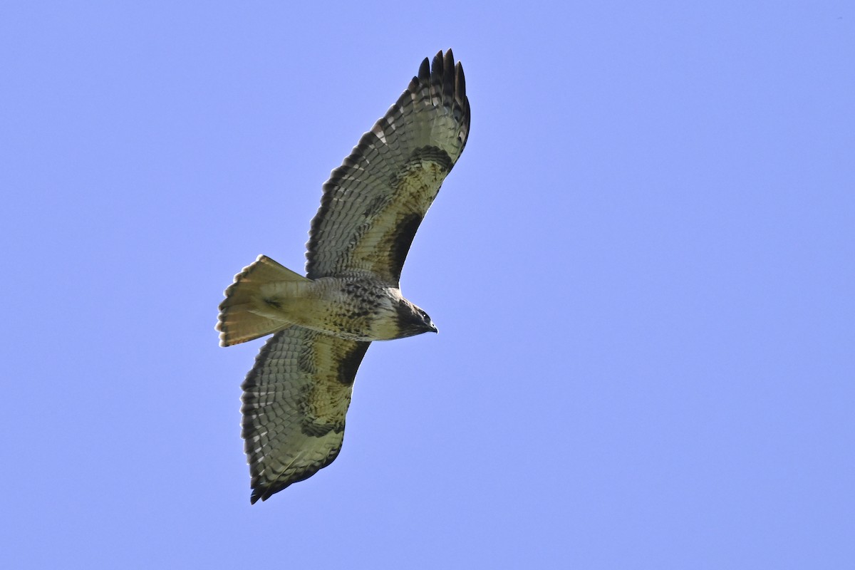Red-tailed Hawk - ML646047455