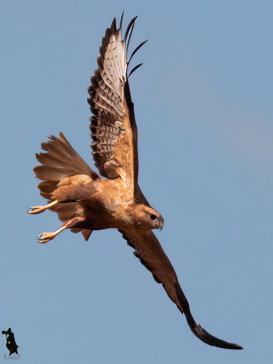 Buse féroce - ML646047457