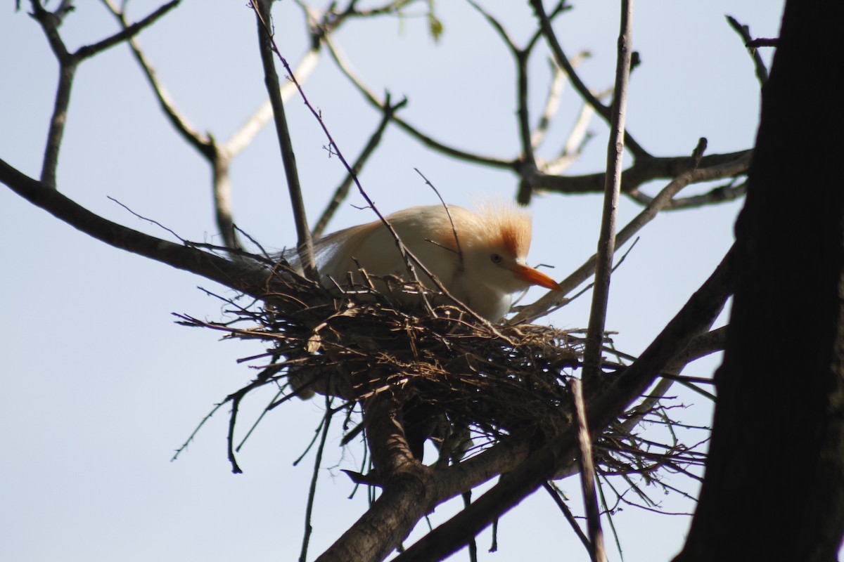 Western Cattle-Egret - ML646047459