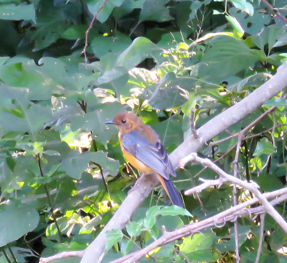 Red-capped Robin-Chat - ML646047462