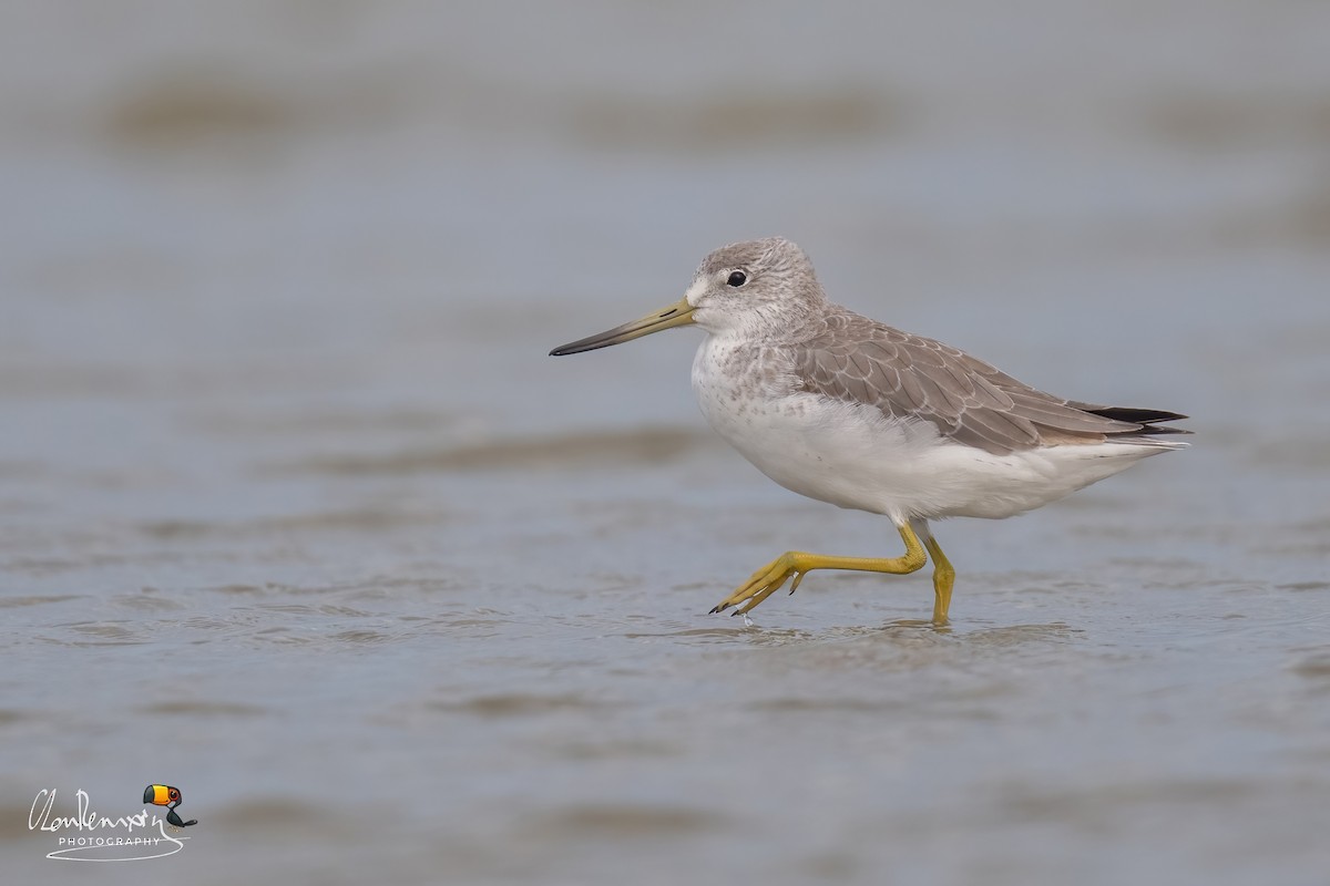 Охотский улит - ML646047463