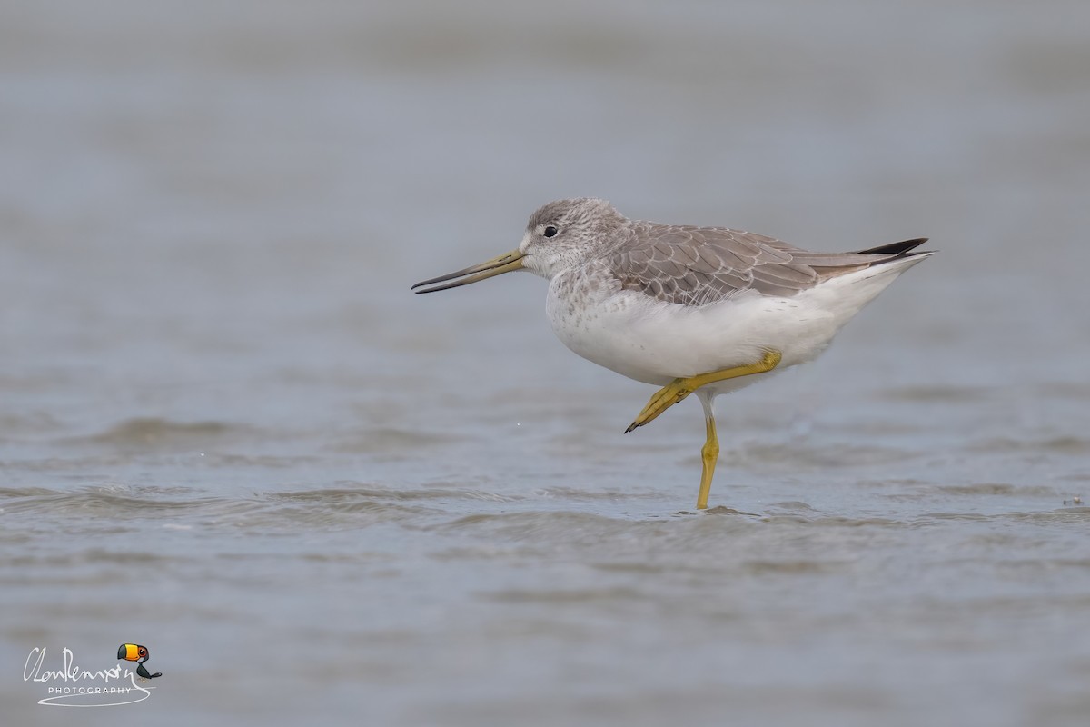 Охотский улит - ML646047464