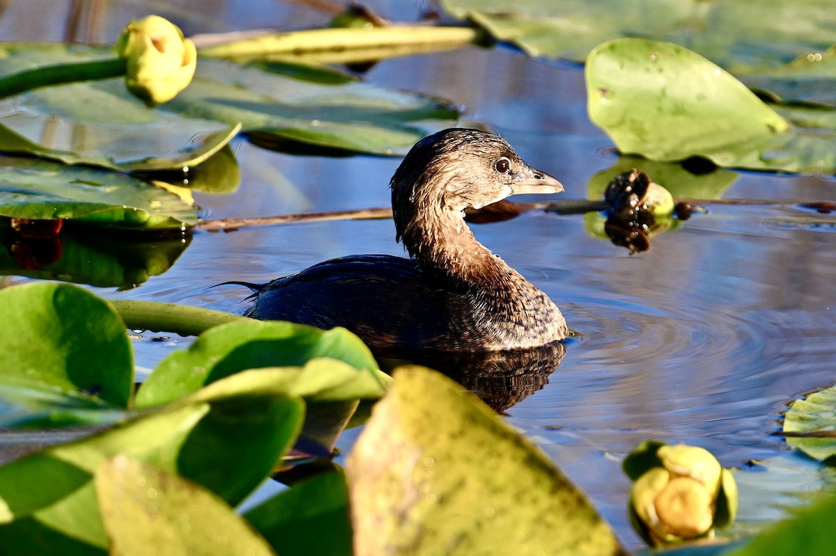 Pied-billed Grebe - ML646047466