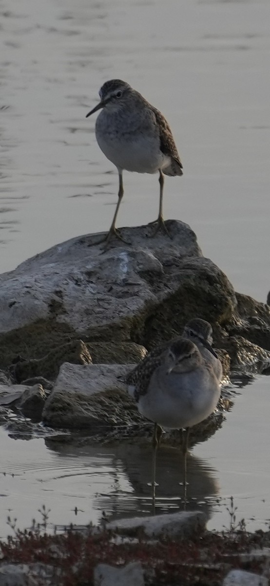 vodouš bahenní - ML646047467