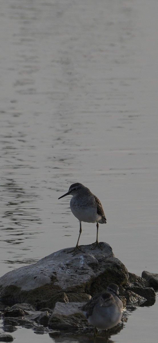 vodouš bahenní - ML646047468