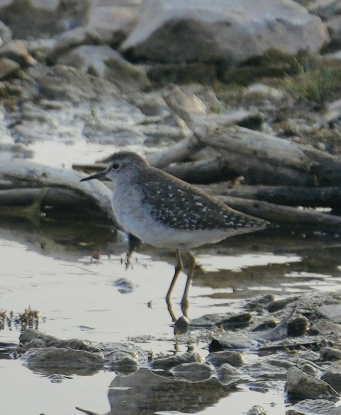 vodouš bahenní - ML646047469