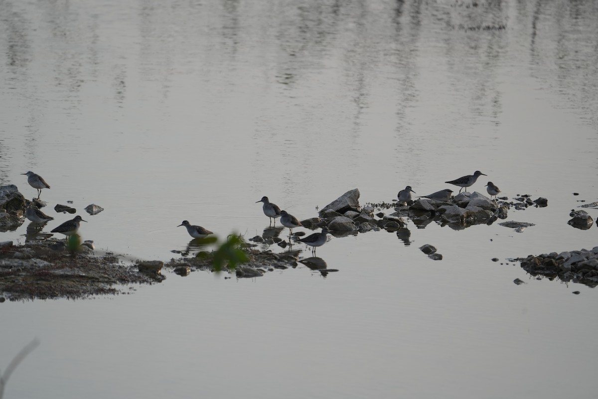 vodouš bahenní - ML646047470